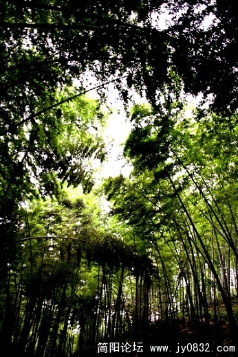 蜀南竹海8.jpg