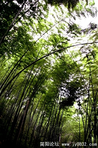 蜀南竹海7.jpg