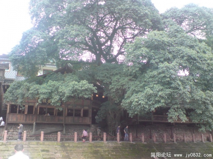 这根树子不小