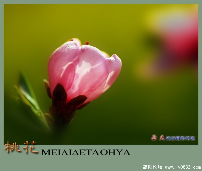 桃花——15.jpg