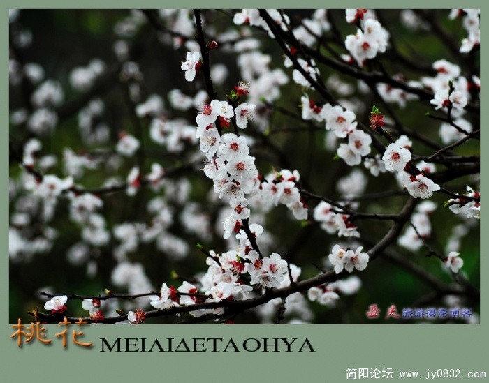 桃花——17副本.jpg