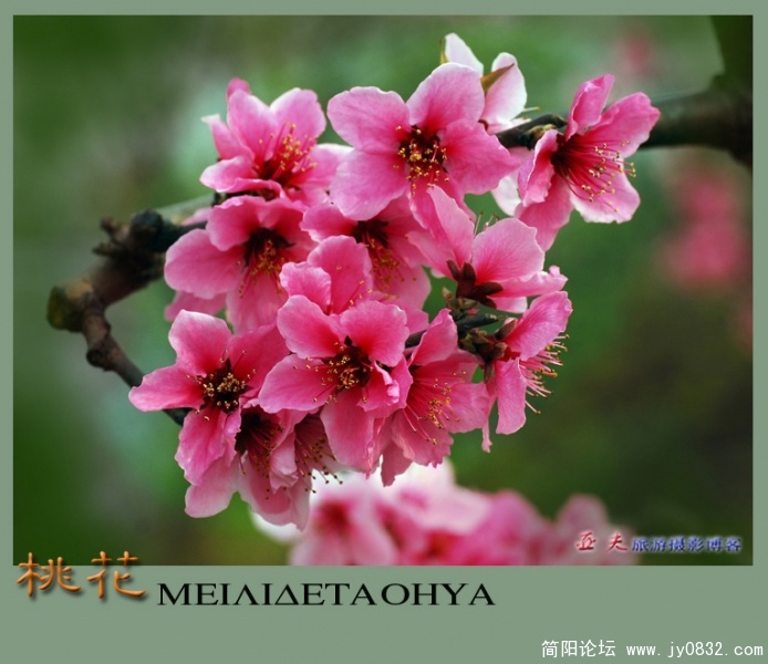 桃花——18副本.jpg