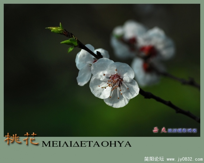桃花——09.jpg