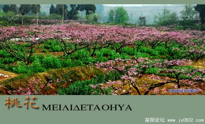 桃花——06副本.jpg
