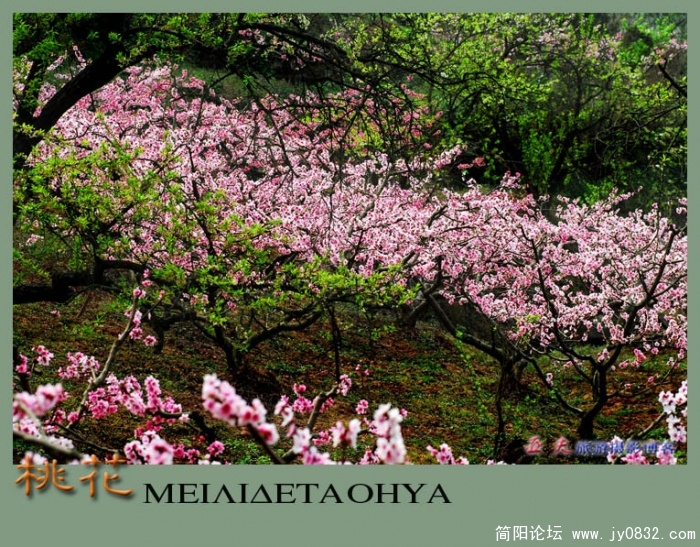 桃花——16副本副本.jpg