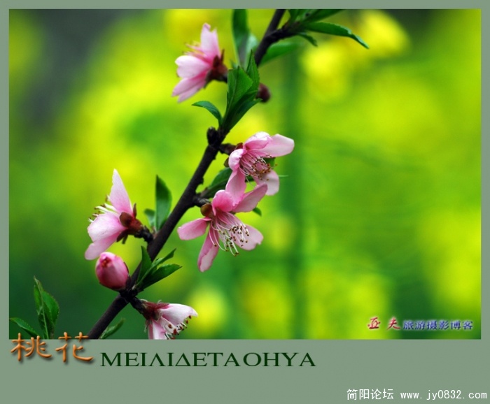 桃花——02副本.jpg