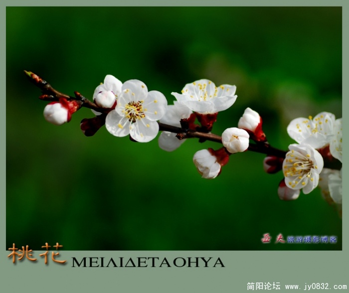 桃花——13.jpg