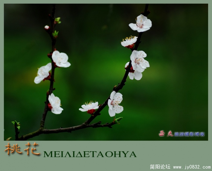 桃花——01.jpg