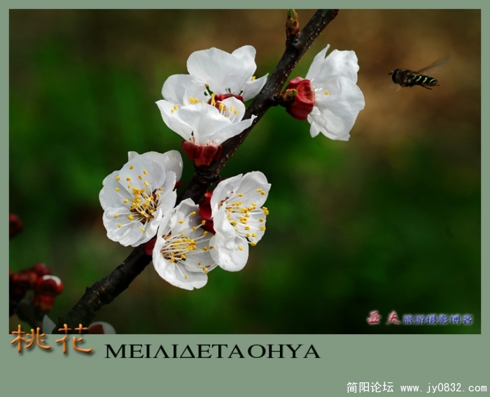 桃花——08.jpg