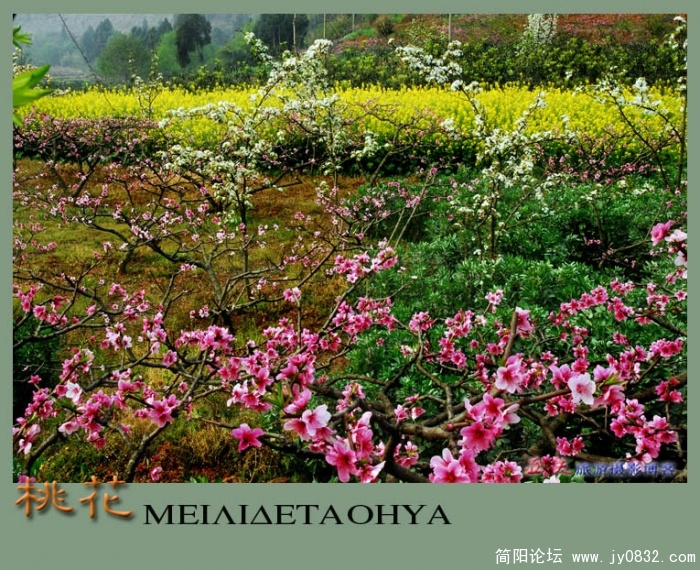 桃花——11副本副本.jpg