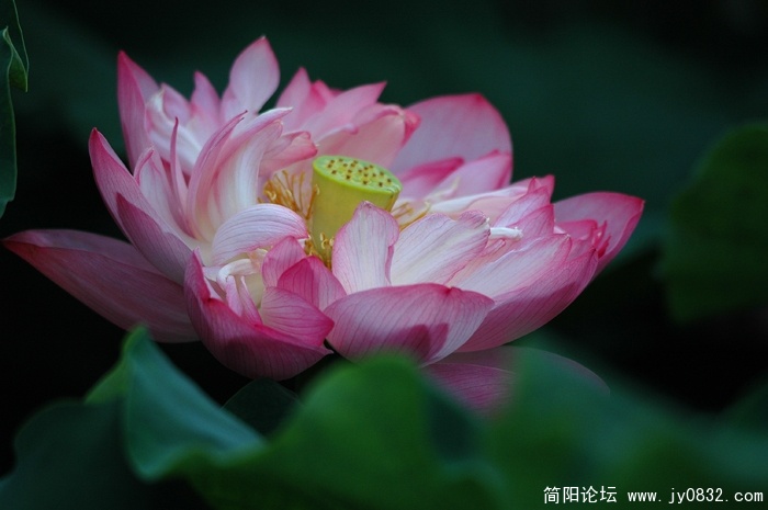 DSC_5511.jpg