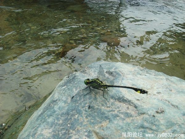 还有一个悄悄在这里看趴活的！