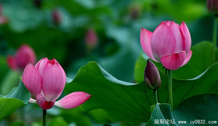 DSC_5490.jpg