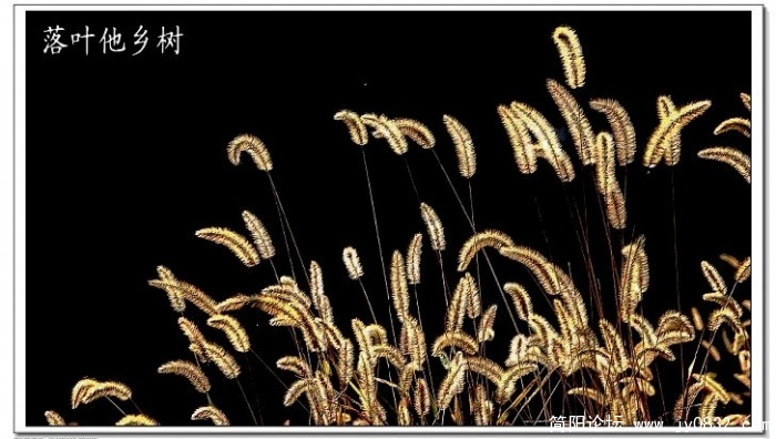 落叶.jpg