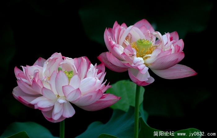 DSC_5517.jpg