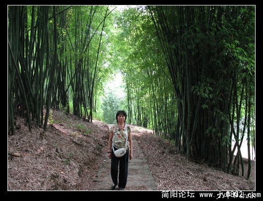 万竿修竹夹道.jpg