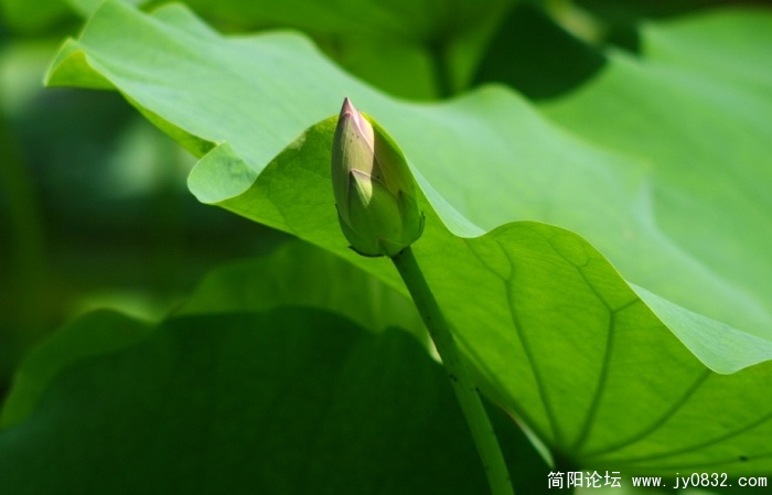 羞  涩.117jpg.jpg