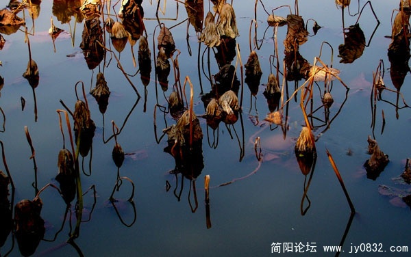 残荷2.jpg