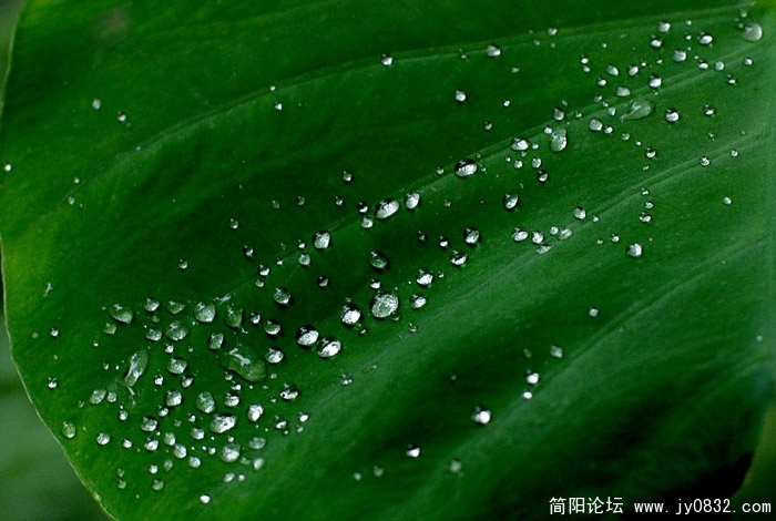 雨霁 (1).jpg