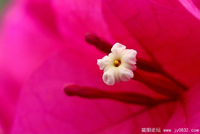 三角梅.jpg