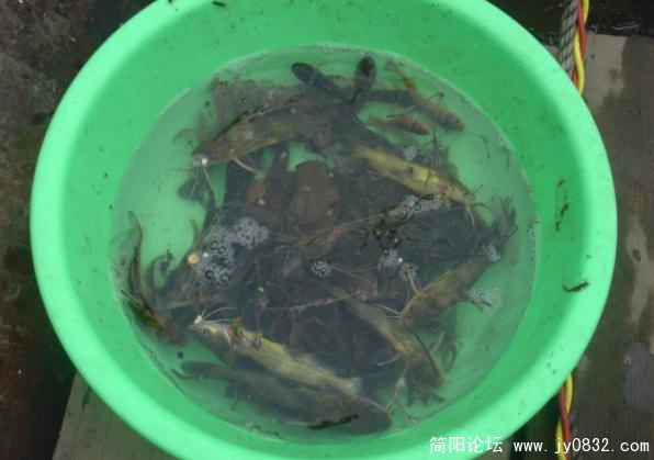 渔获物.jpg