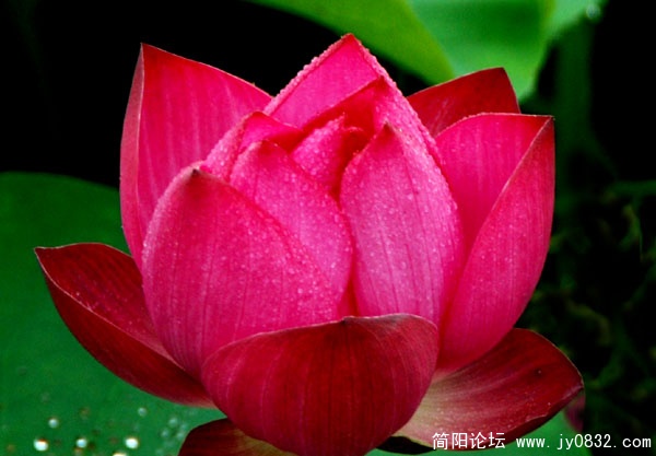 09- 005 艳丽.jpg