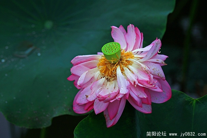已是中晚年的花