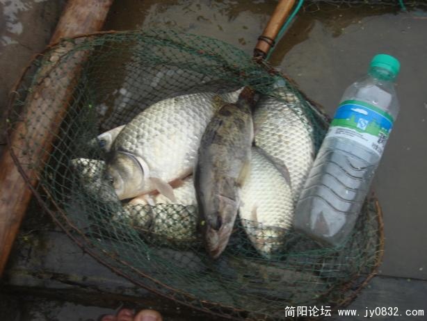居然还有桂鱼，简阳只有这个河段有少量的这种鱼。.jpg