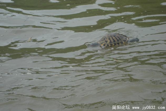 死乌龟，估计是人工放生的，无法适应野生生活.jpg