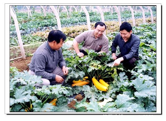 大棚蔬菜--科技领先.jpg
