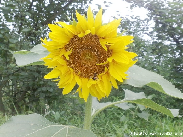 好大一朵向日葵.jpg