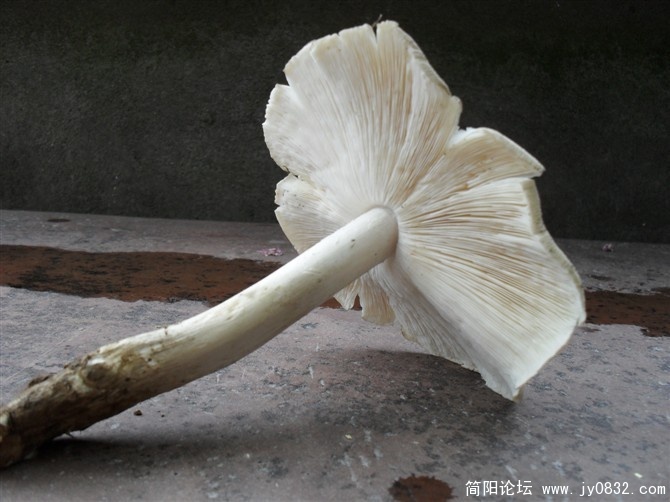巴士3.jpg