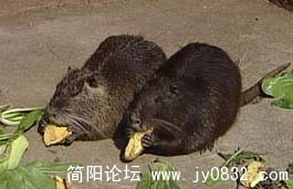 2007822135213217.jpg