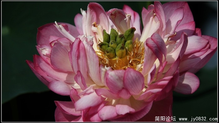 荷塘12.jpg