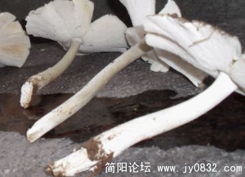 菌.jpg