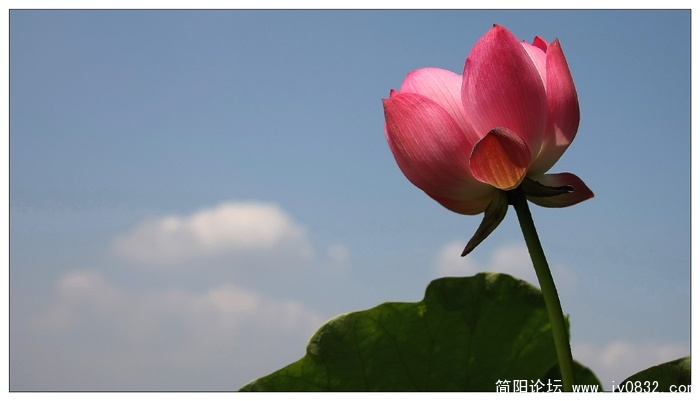荷塘a1.jpg