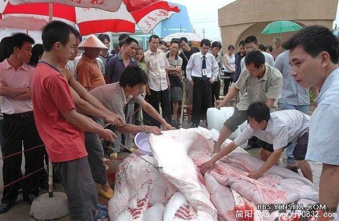 鱼2.jpg