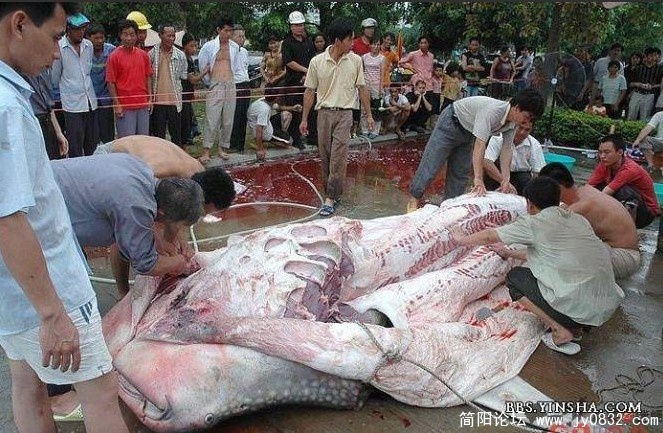 鱼1.jpg