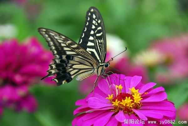 _XYW7407.JPG