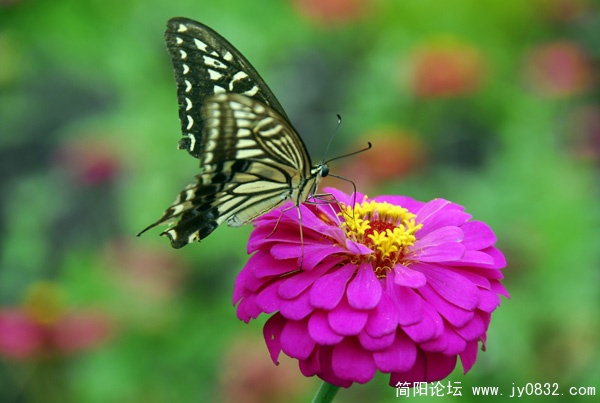 _XYW7408.JPG