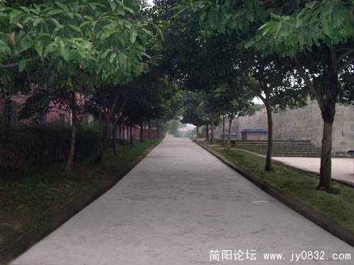 校后林荫小道.jpg