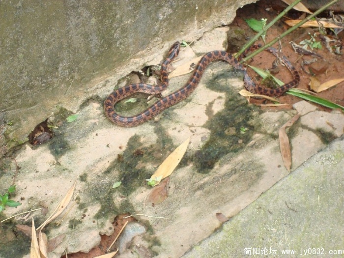 BigBull_DSC09998.JPG