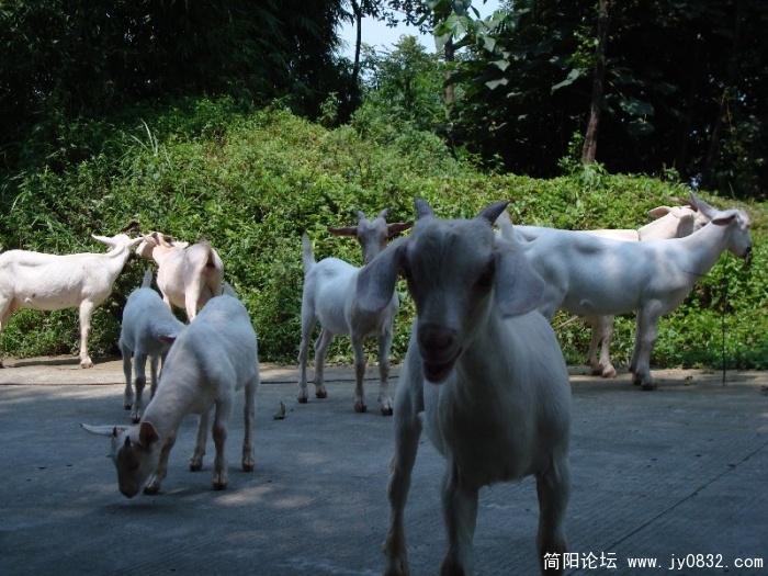BigBull_DSC00049.JPG