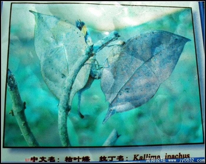 SDC10255.JPG