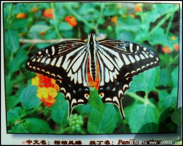 SDC10261.JPG