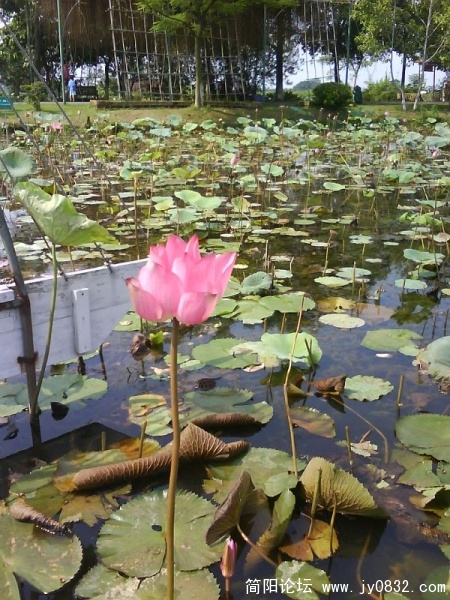 旋转 DSC00912.JPG