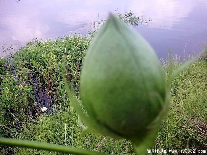 什么果