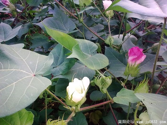什么花