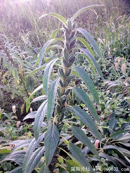 这是芝麻