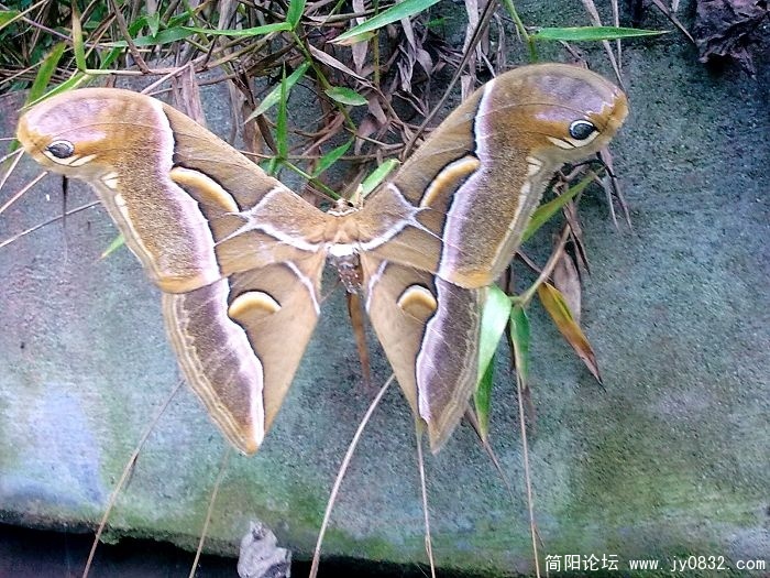 像蛇头还是像鸟